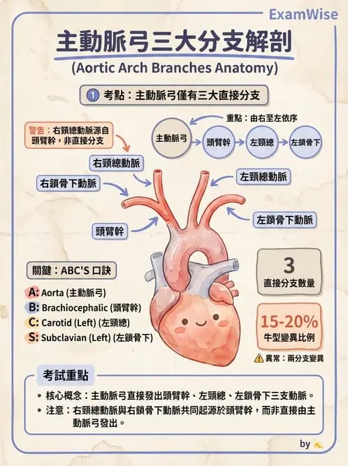 放射 - 血管 - AI 圖文解析預覽