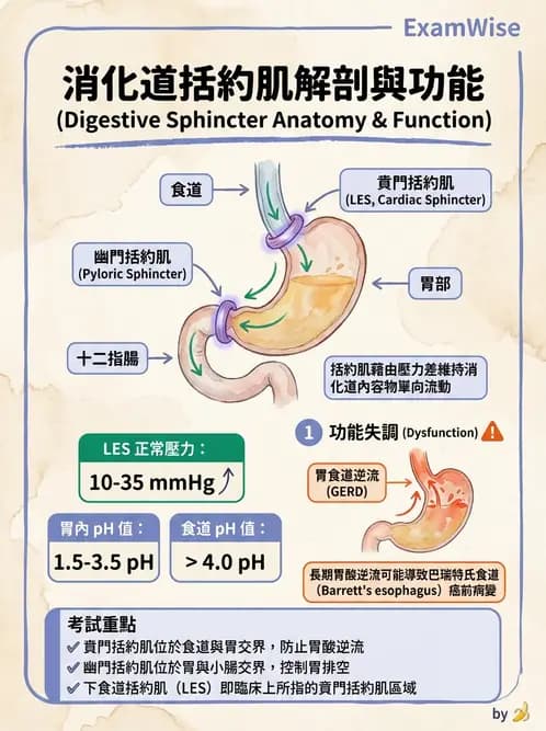 放射 - 消化系統 - AI 圖文解析預覽
