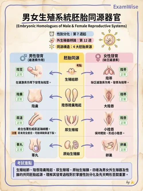 放射 - 生殖系統 - AI 圖文解析預覽