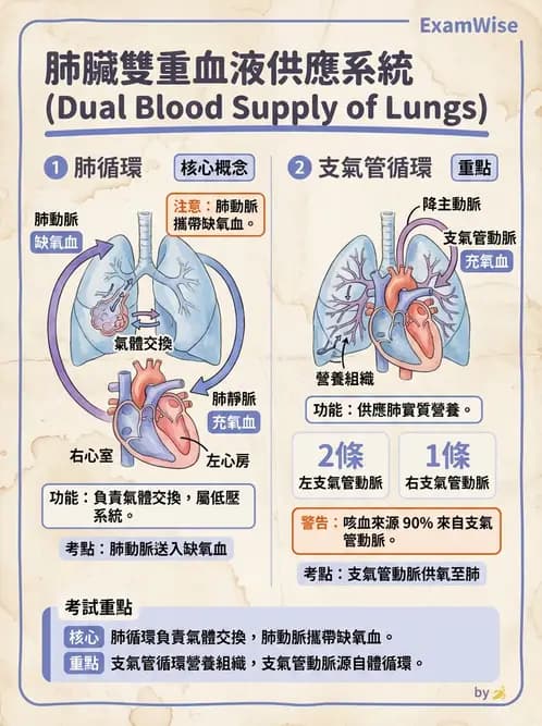 放射 - 呼吸系統 - AI 圖文解析預覽