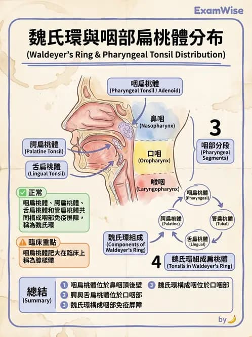 放射 - 呼吸系統 - AI 圖文解析預覽