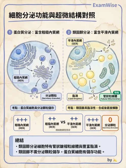放射 - 細胞生理 - AI 圖文解析預覽