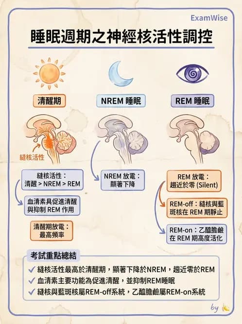 放射 - 神經生理 - AI 圖文解析預覽