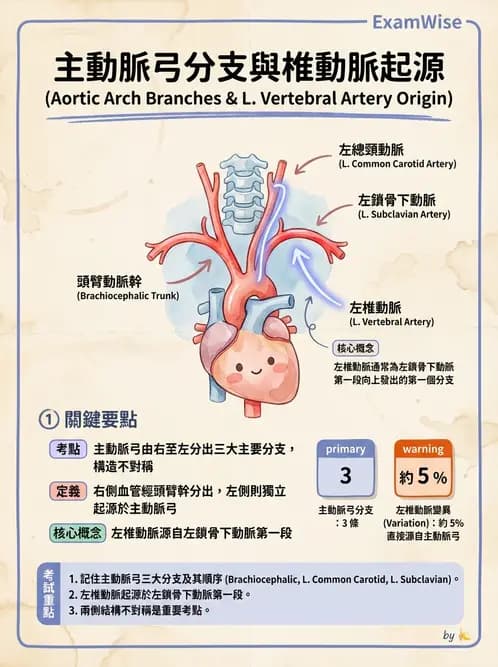 放射 - 血管攝影原理與解剖 - AI 圖文解析預覽
