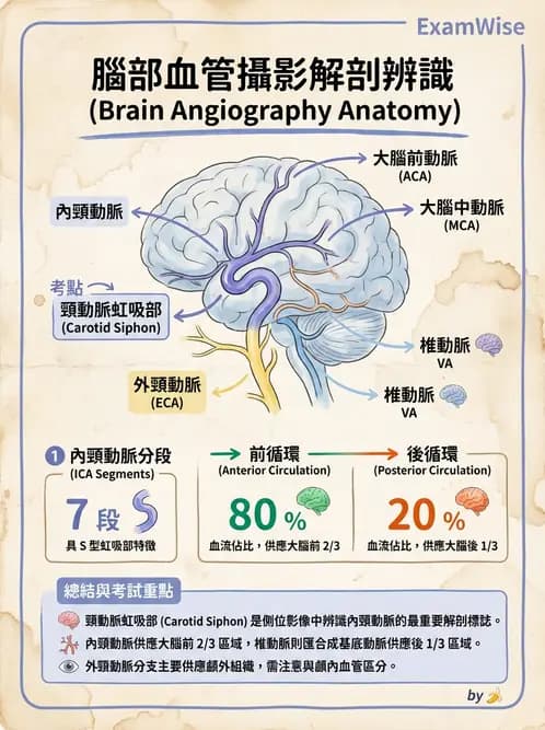 放射 - 血管攝影原理與解剖 - AI 圖文解析預覽