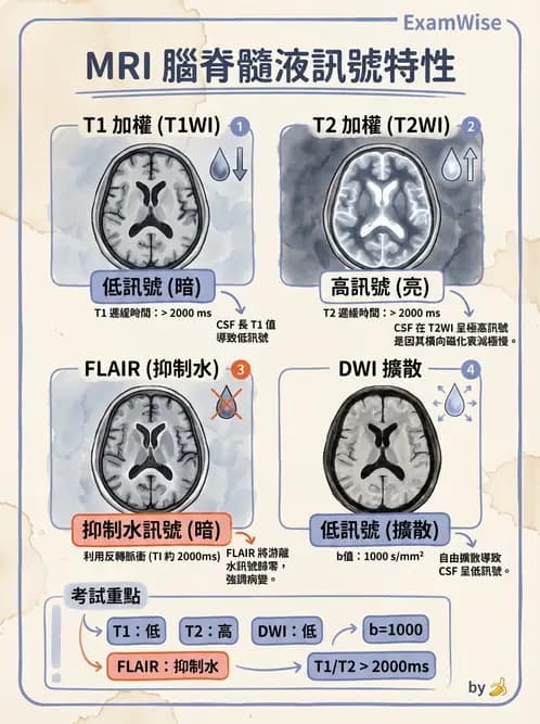 放射 - MRI脈衝序列與訊號技術 - AI 圖文解析預覽