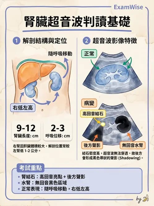 放射 - 腎臟血管與其他超音波 - AI 圖文解析預覽