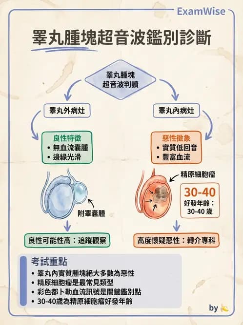 放射 - 泌尿生殖與小器官超音波 - AI 圖文解析預覽