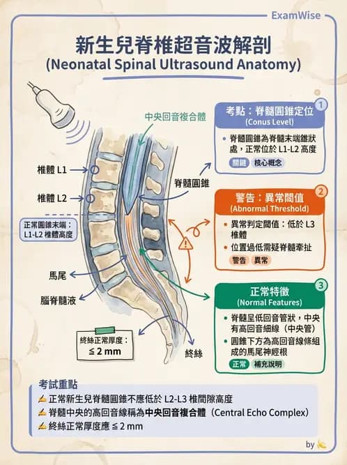 放射 - 腎臟血管與其他超音波 - AI 圖文解析預覽