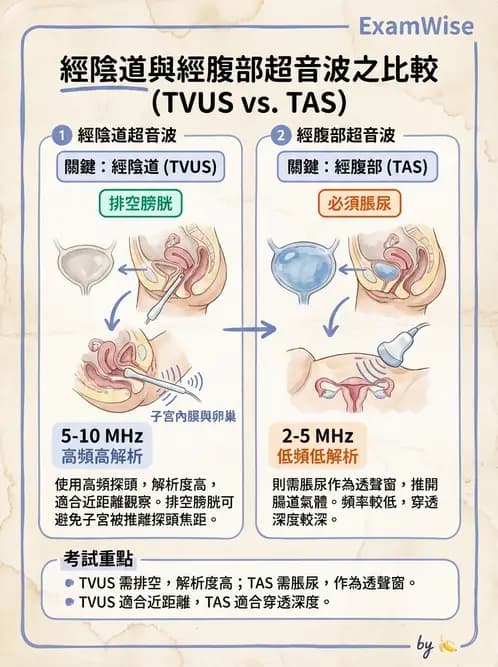 放射 - 泌尿生殖與小器官超音波 - AI 圖文解析預覽