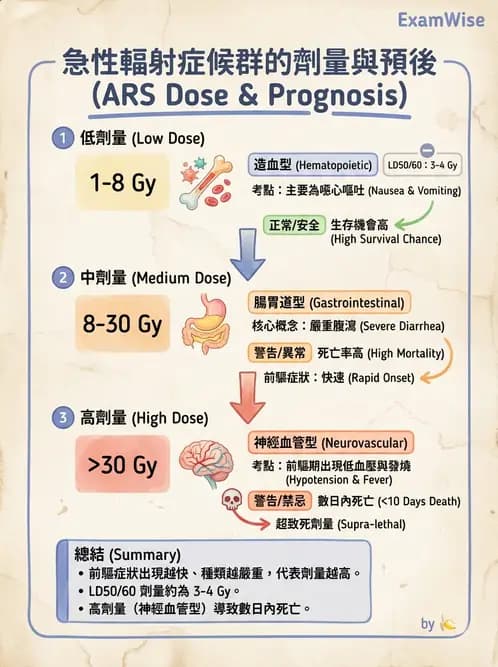 放射 - 組織與腫瘤輻射效應 - AI 圖文解析預覽