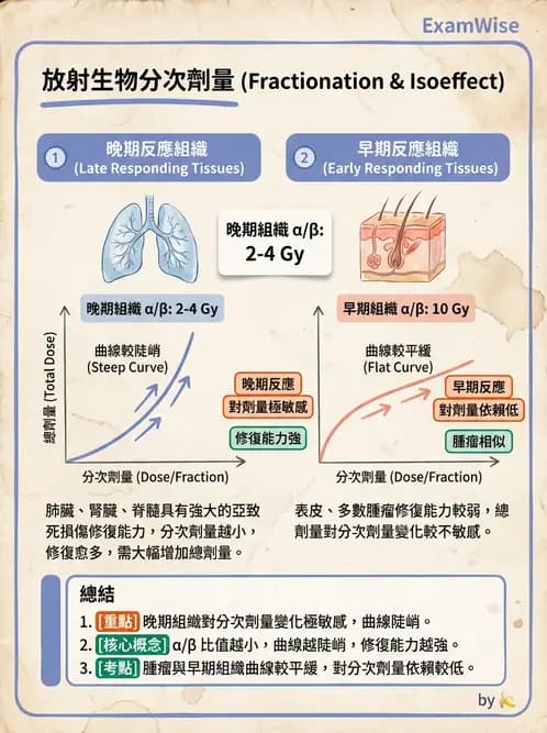放射 - 時間劑量分次效應 - AI 圖文解析預覽