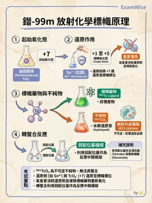 放射 - 肺肝膽與製劑通則 - AI 圖文解析預覽