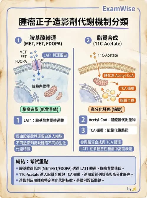 放射 - 腫瘤PET藥物 - AI 圖文解析預覽