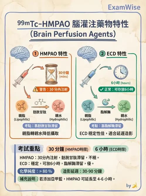 放射 - 腦部造影 - AI 圖文解析預覽