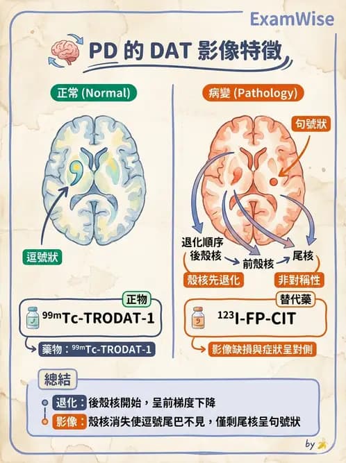 放射 - 腦部造影 - AI 圖文解析預覽