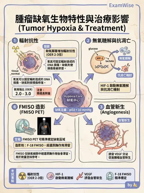 放射 - FDG PET造影 - AI 圖文解析預覽