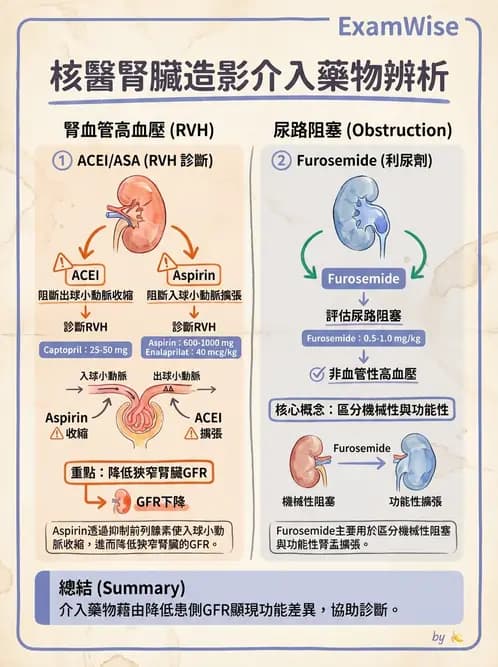 放射 - 腎臟造影 - AI 圖文解析預覽