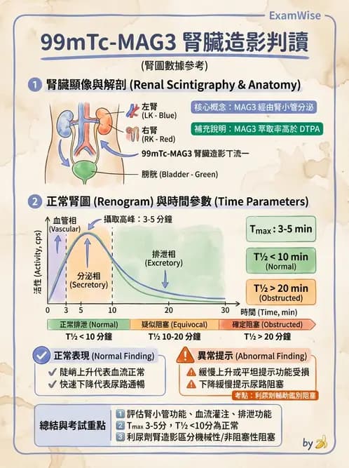 放射 - 腎臟造影 - AI 圖文解析預覽