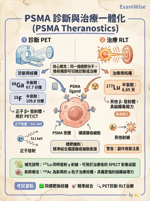 放射 - 標靶受體腫瘤造影 - AI 圖文解析預覽