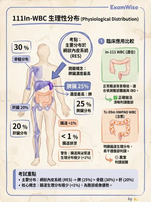 放射 - 肺部與感染造影 - AI 圖文解析預覽