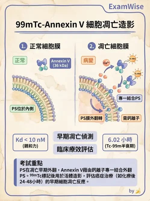 放射 - 肺肝膽與製劑通則 - AI 圖文解析預覽