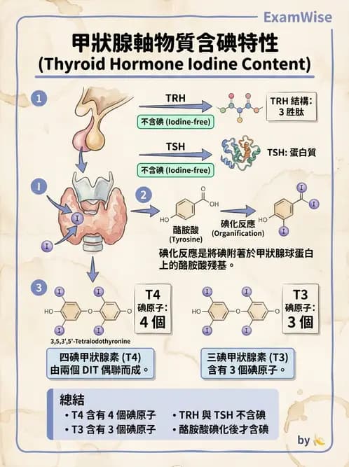 放射 - 免疫分析品管與臨床應用 - AI 圖文解析預覽