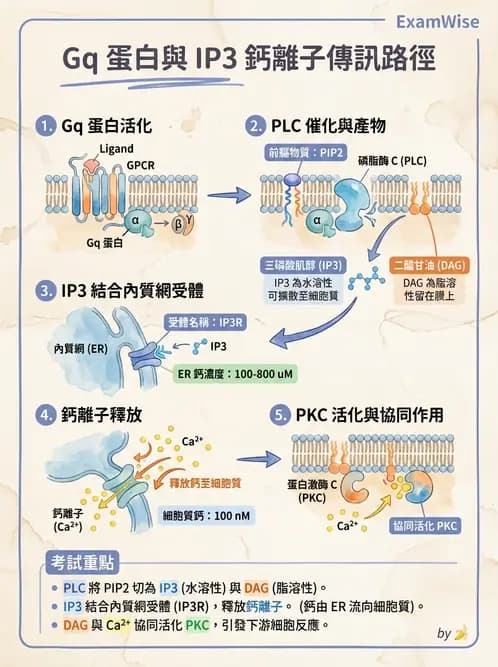 營養 - 脂質代謝 - AI 圖文解析預覽