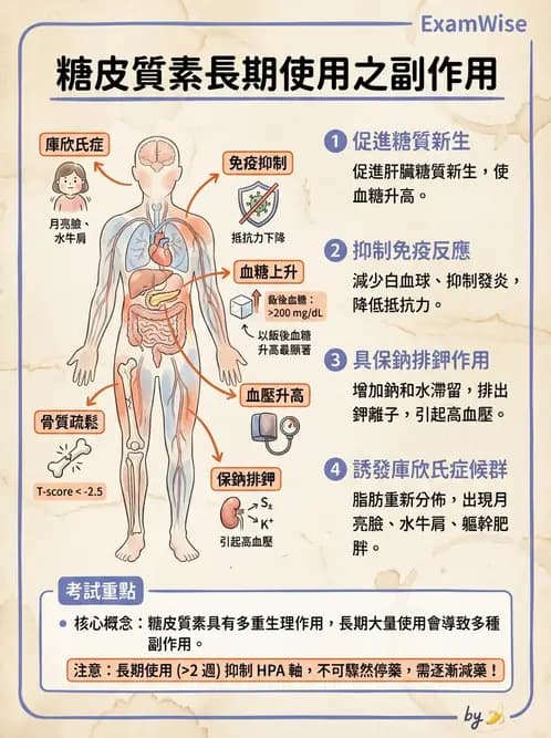營養 - 內分泌與代謝生理學 - AI 圖文解析預覽