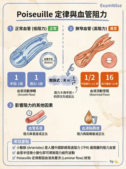 營養 - 心血管系統生理學 - AI 圖文解析預覽