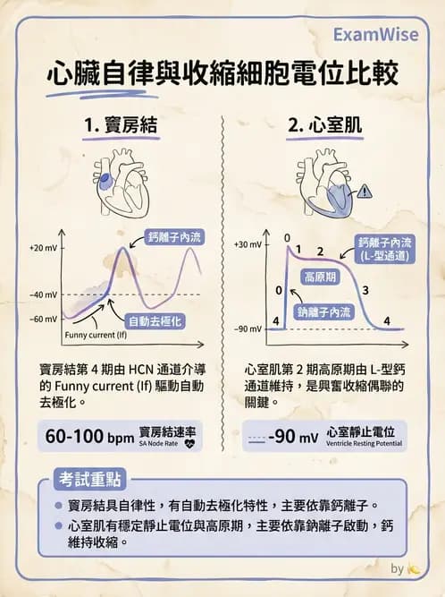 營養 - 心血管系統生理學 - AI 圖文解析預覽