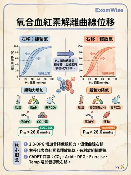 營養 - 呼吸系統生理學 - AI 圖文解析預覽