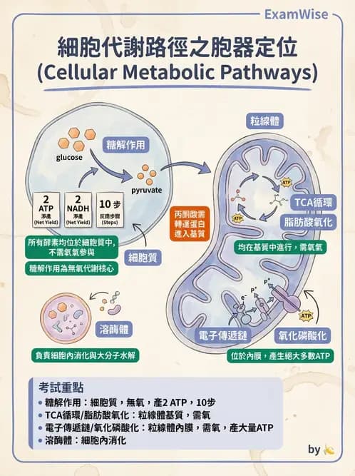 營養 - 醣類代謝 - AI 圖文解析預覽