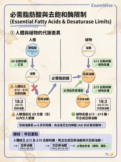 營養 - 脂質代謝 - AI 圖文解析預覽