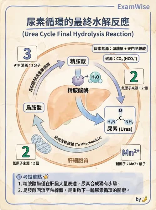 營養 - 蛋白質與胺基酸代謝 - AI 圖文解析預覽
