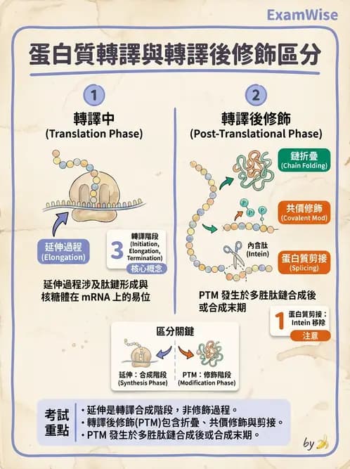 營養 - 蛋白質與胺基酸代謝 - AI 圖文解析預覽