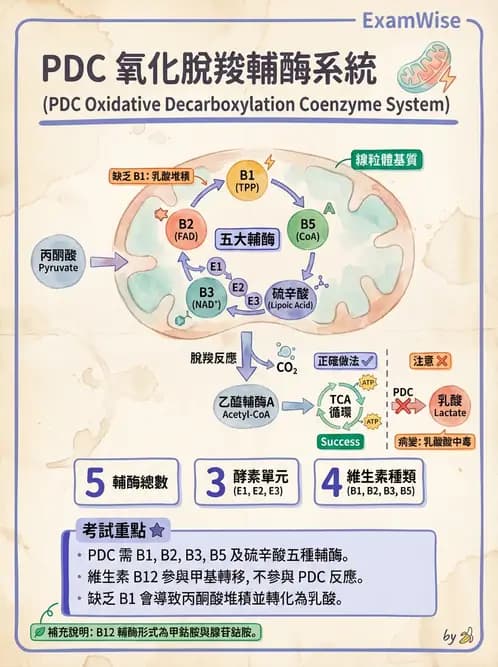 營養 - 能量代謝 - AI 圖文解析預覽