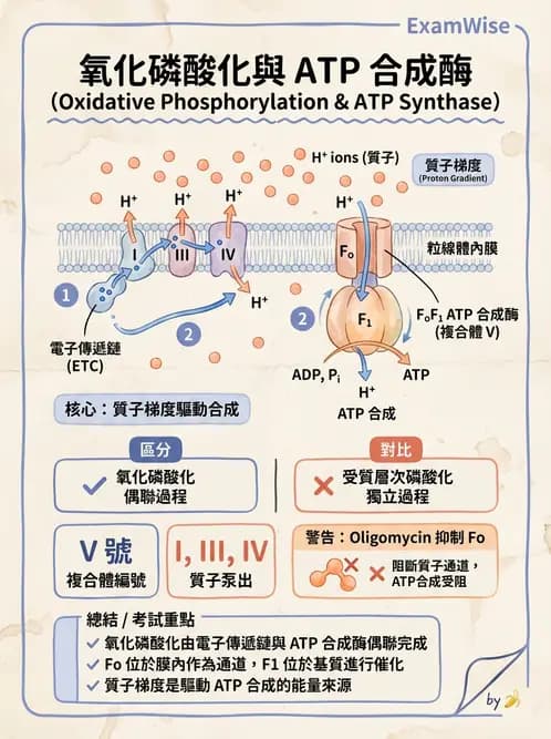 營養 - 能量代謝 - AI 圖文解析預覽