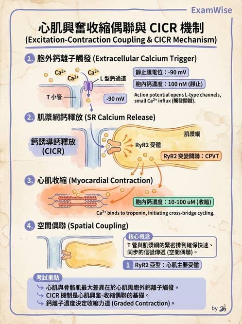 護理師 - 循環系統 - AI 圖文解析預覽