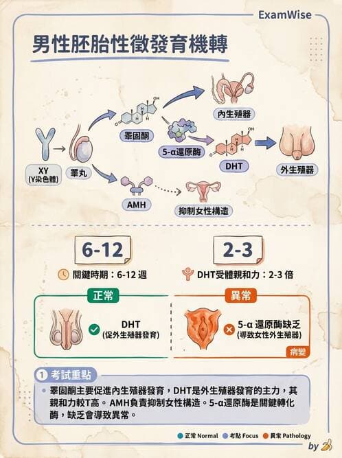 護理師 - 生殖系統 - AI 圖文解析預覽