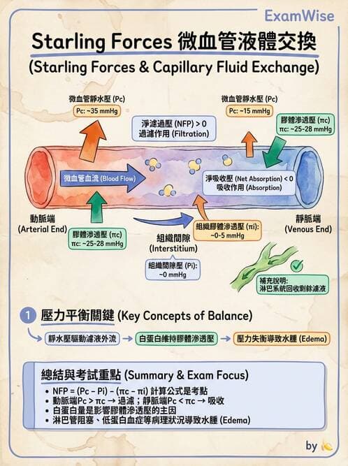 護理師 - 循環系統 - AI 圖文解析預覽
