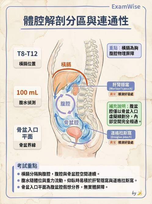 護理師 - 概論、皮膚系統、內分泌系統 - AI 圖文解析預覽