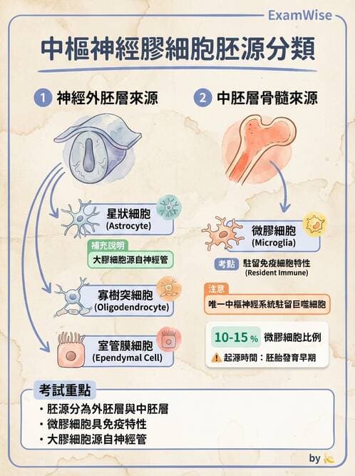 護理師 - 神經系統 - AI 圖文解析預覽
