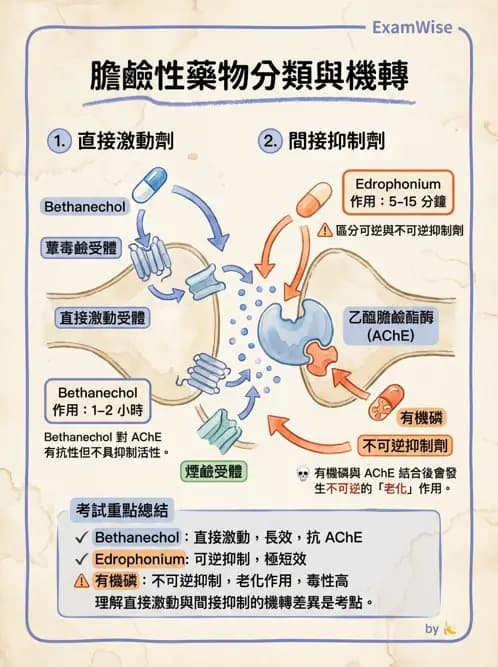 護理師 - 自主神經系統作用藥物 - AI 圖文解析預覽