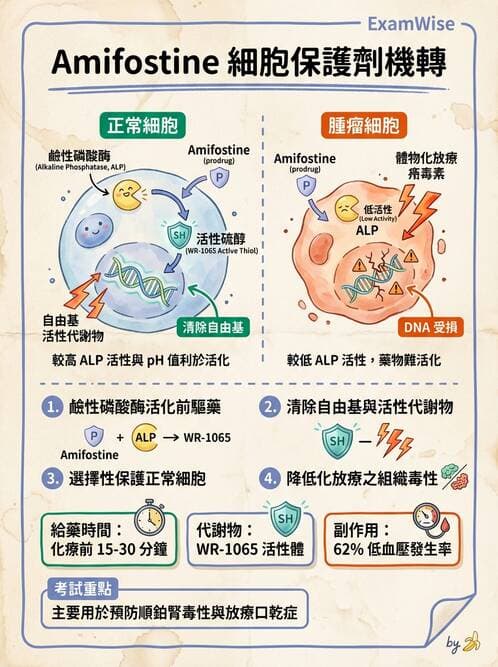 護理師 - 化學治療與免疫調節藥物 - AI 圖文解析預覽