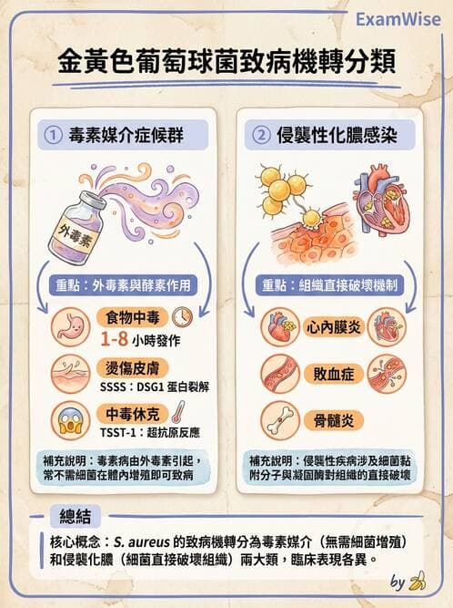 護理師 - 革蘭氏陽性細菌 - AI 圖文解析預覽