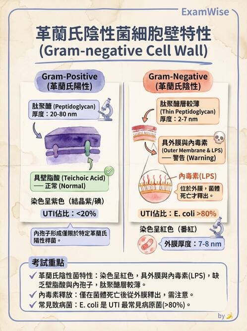 護理師 - 革蘭氏陰性細菌 - AI 圖文解析預覽