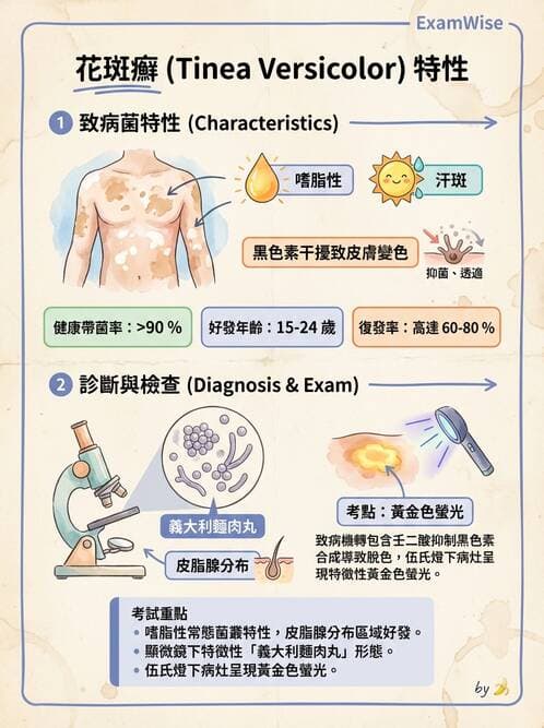 護理師 - 黴菌學概論 - AI 圖文解析預覽