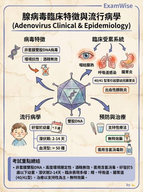 護理師 - DNA 病毒與肝炎病毒 - AI 圖文解析預覽