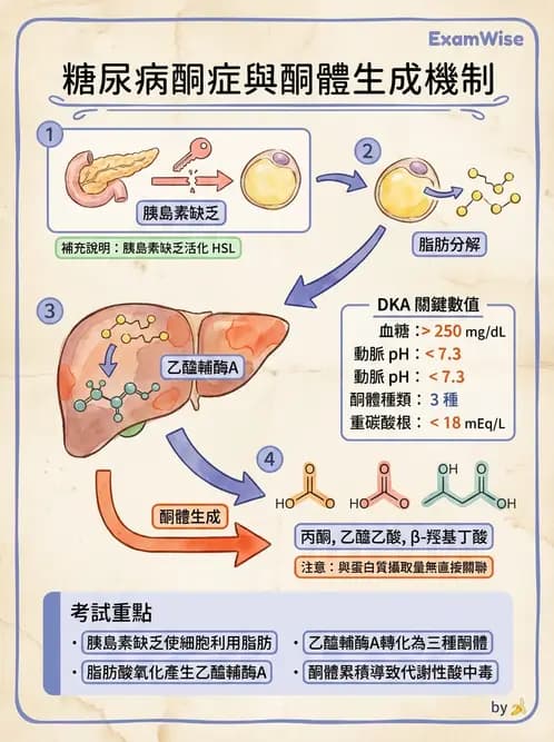營養 - 醣類代謝路徑 - AI 圖文解析預覽